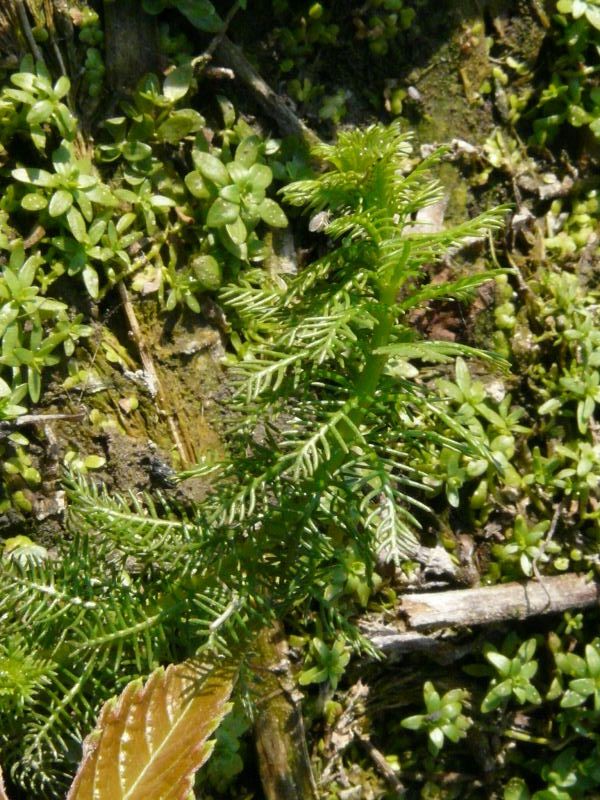 Myriophyllum verticillatum (377994)