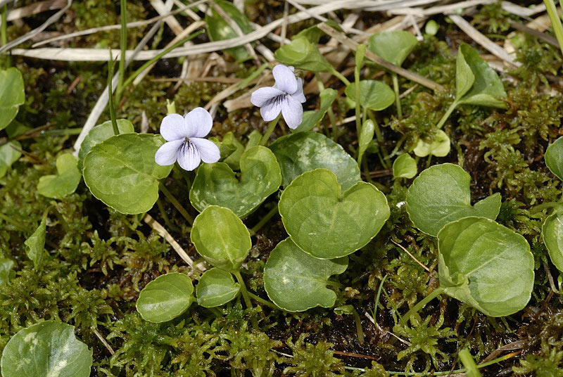 Viola palustris (379345)