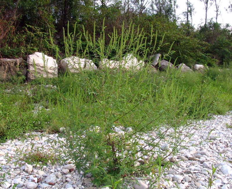 Ambrosia artemisiifolia L. 1.jpg