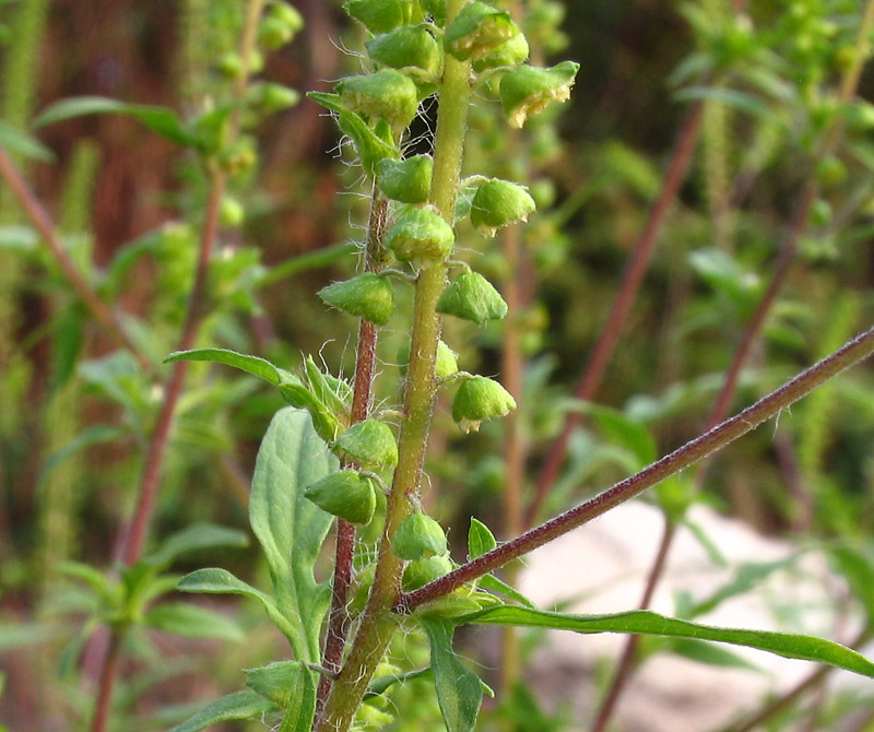 Ambrosia artemisiifolia L. 4.jpg