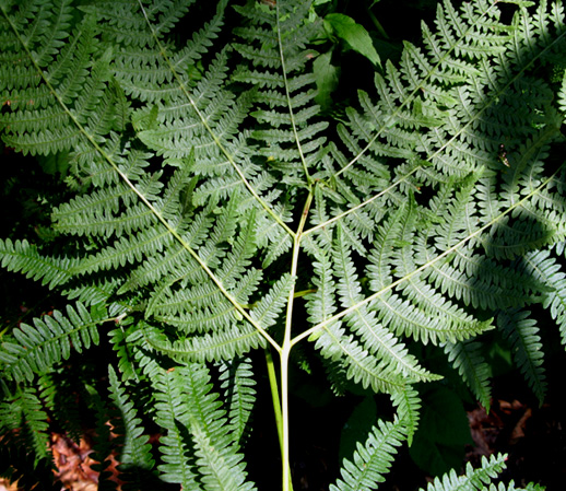 Pteridium aquilinum (L.) Kuhn subsp. aquilinum