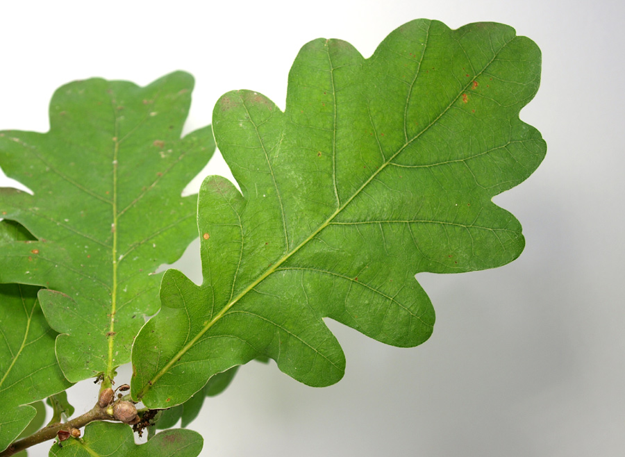 Quercus-robur-37-3.jpg