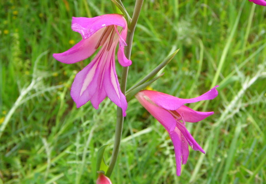Gladiolus_italicus_Mill._Iridaceae - Gladiolo dei campi - aprile 2010 %283%29.jpg