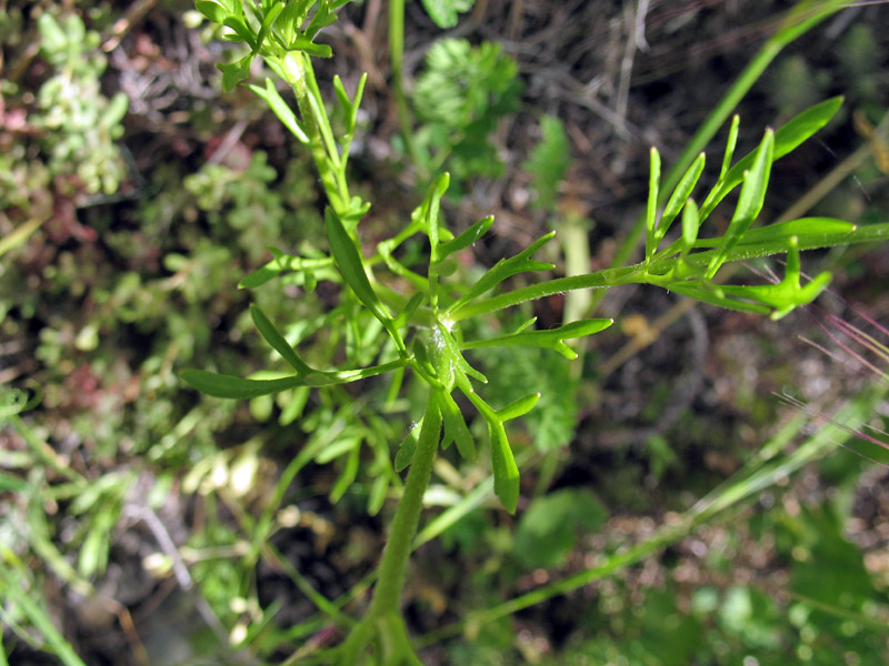 ranunculus-arvensis-foglie-cauline.jpg