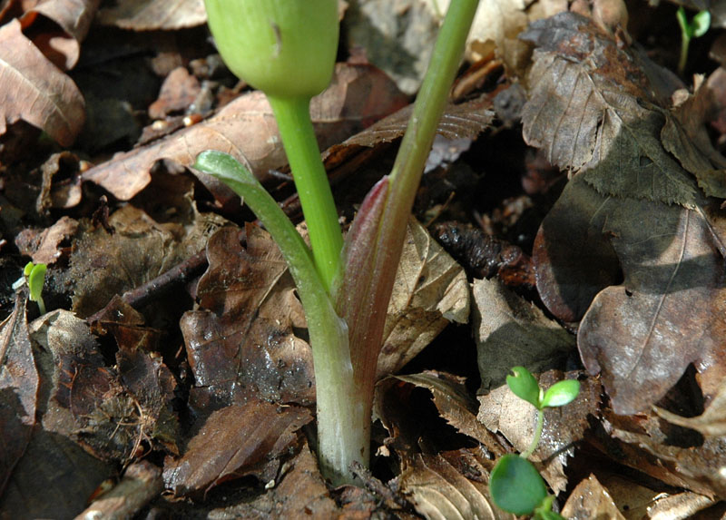 Arum maculatum L.5.JPG