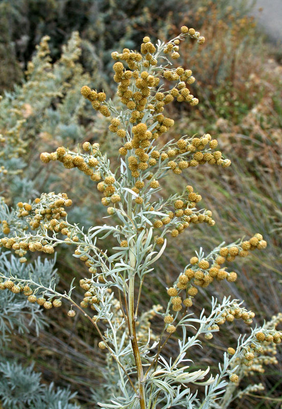 Artemisia_arborescens_2.jpg