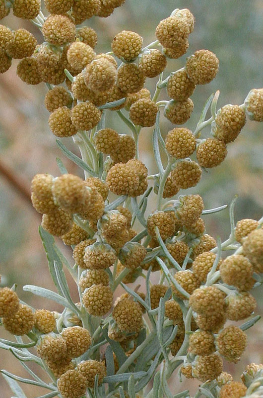 Artemisia_arborescens_3.jpg