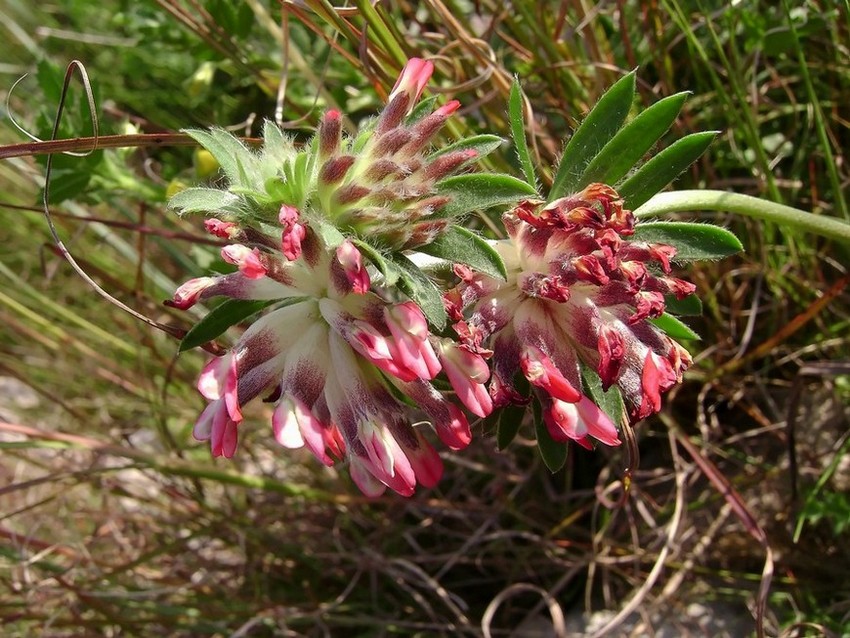 Anthyllis vulneraria L. subsp. rubriflora  %2815%29.JPG
