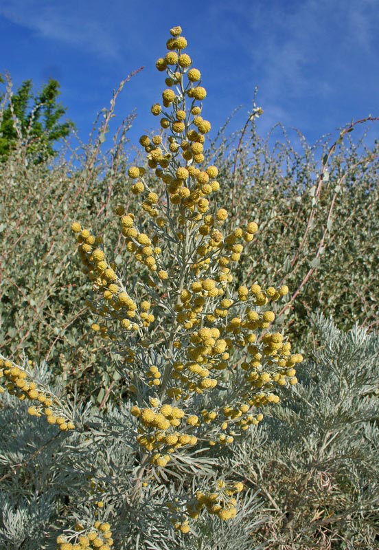 Artemisia_arborescens.jpg