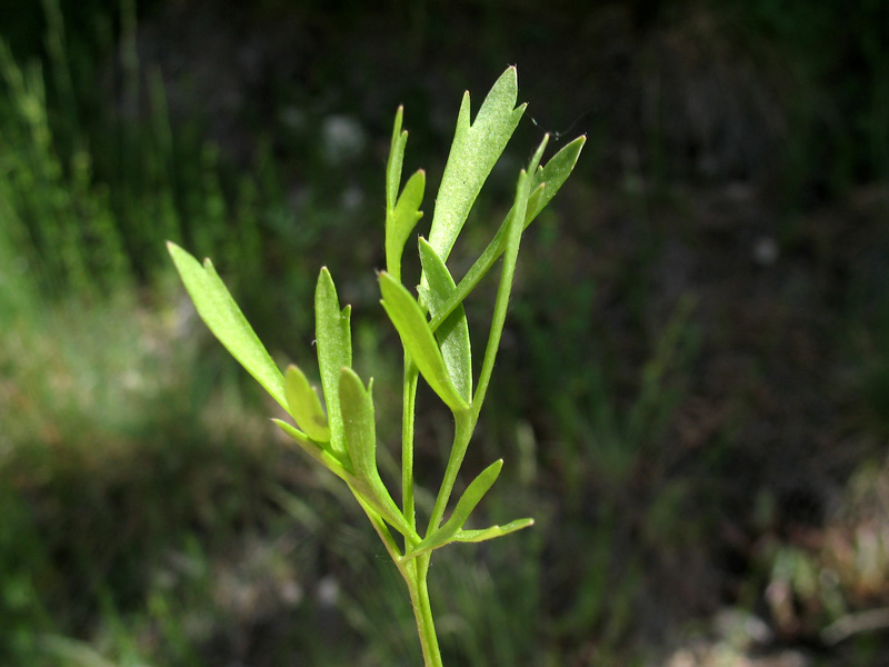 ranunculus-arvensis-foglie-basali.jpg