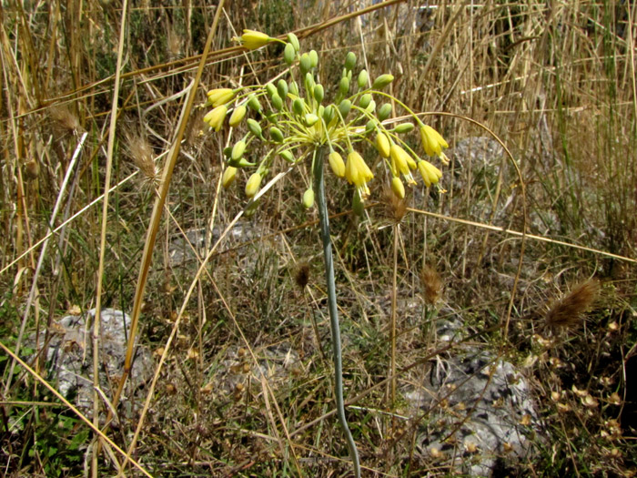 Allium-flavum-.jpg
