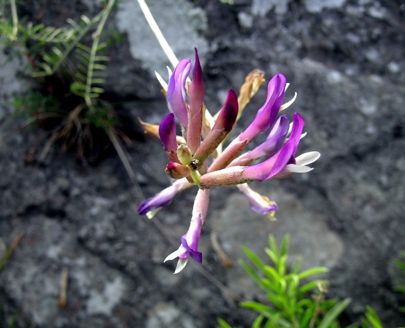 Astragalus muelleri (38143)