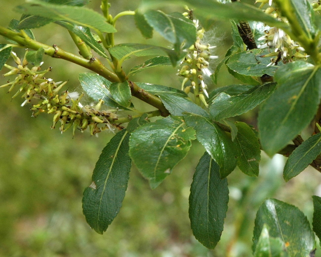 Salix glabra (38412)