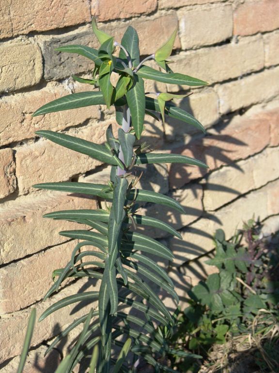 Euphorbia lathyris (3853)