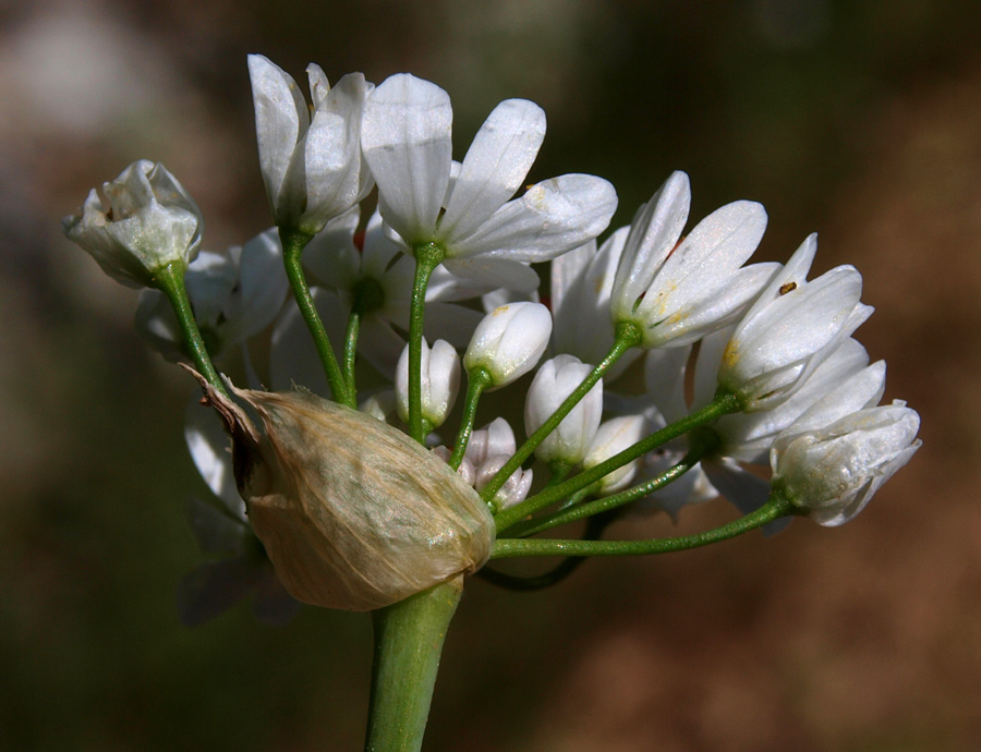 Allium-subhirsutum-19-(5).jpg