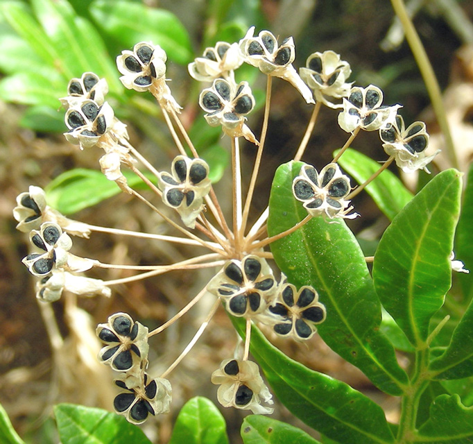 Allium-subhirsutum-(frutti%20e%20semi).jpg
