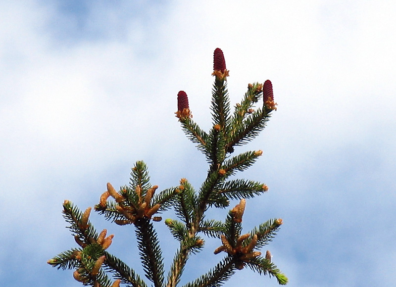 <i>Picea abies</i> (L.) H. Karst.
