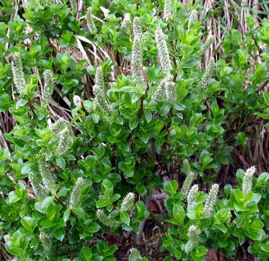Salix waldsteiniana