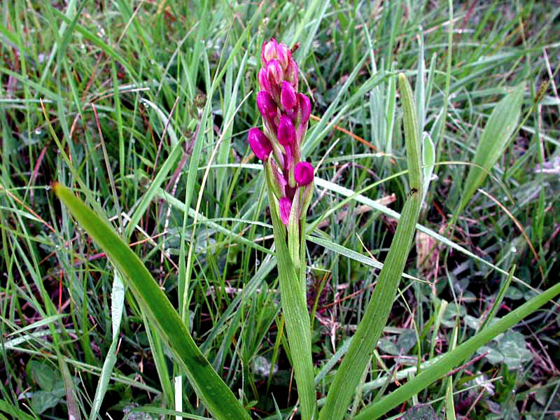 Orchis laxiflora _6276.jpg