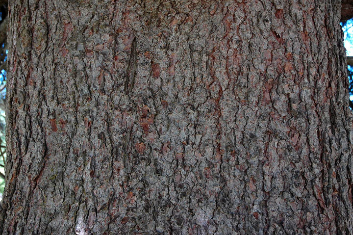 <i>Picea abies</i> (L.) H. Karst.