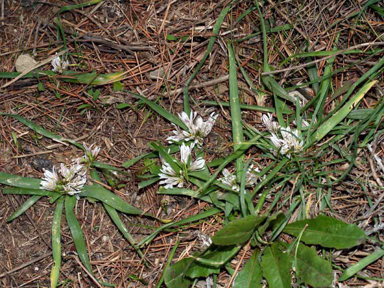 Allium chamaemoly Renzo a.jpg