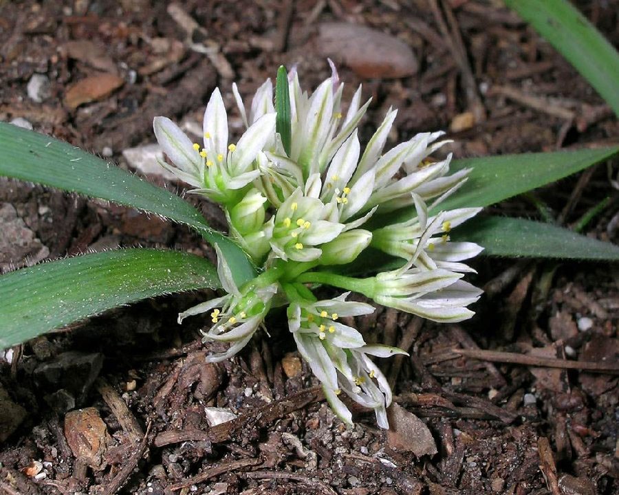 Allium chamaemoly Frangini 2.jpg
