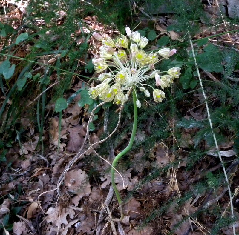 Allium longispathum (393321)