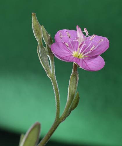 Oenothera rosea (393562)