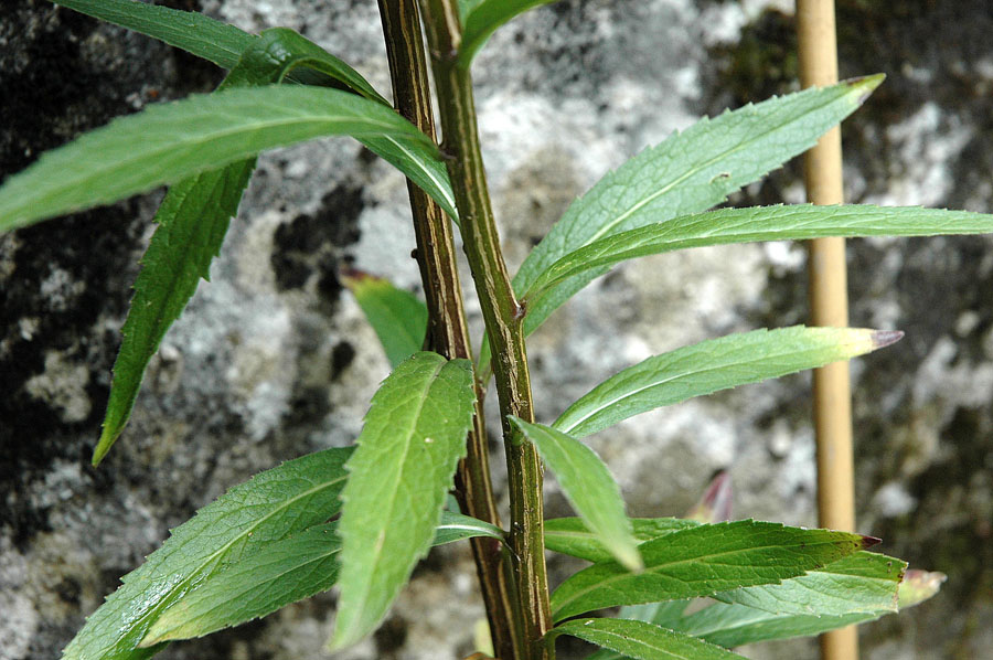 Adenophora%20liliifolia%20(L_)%20A_%20DC__4.JPG