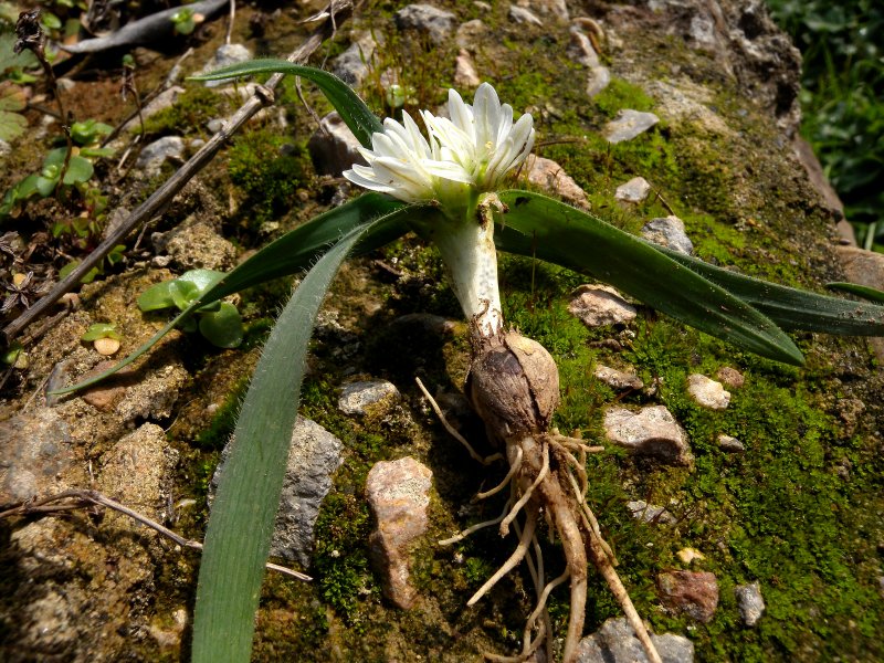 Allium chemaemoly.jpg