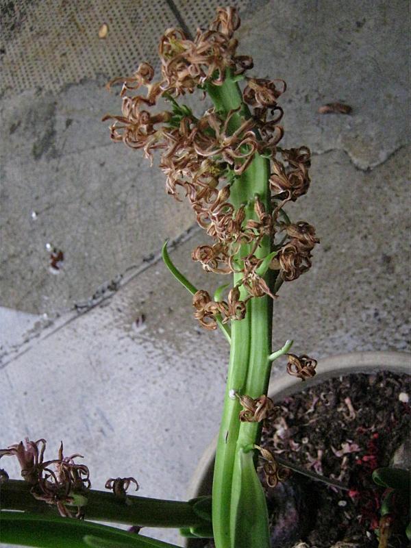 Hyacinthus_fasciaz_160228-CR_2.JPG