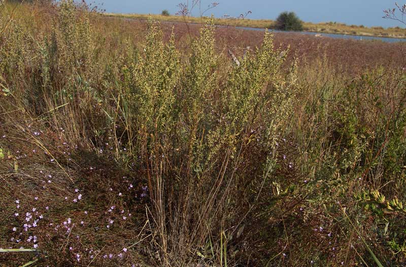 -Artemisia--caerulescens-L.jpg