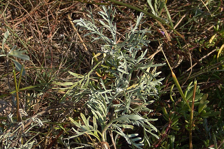 -Artemisia--caerulescens-.jpg