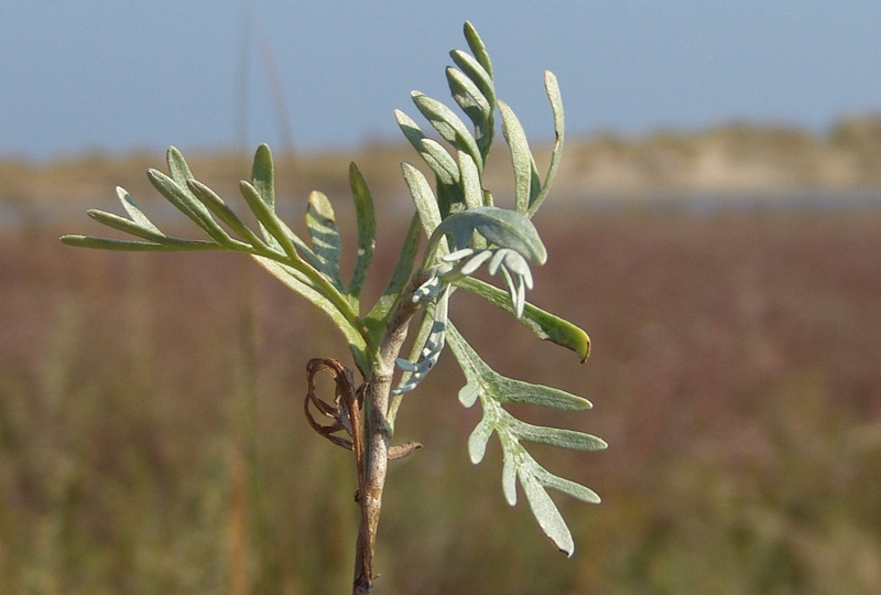 Artemisia--caerulescens-.jpg