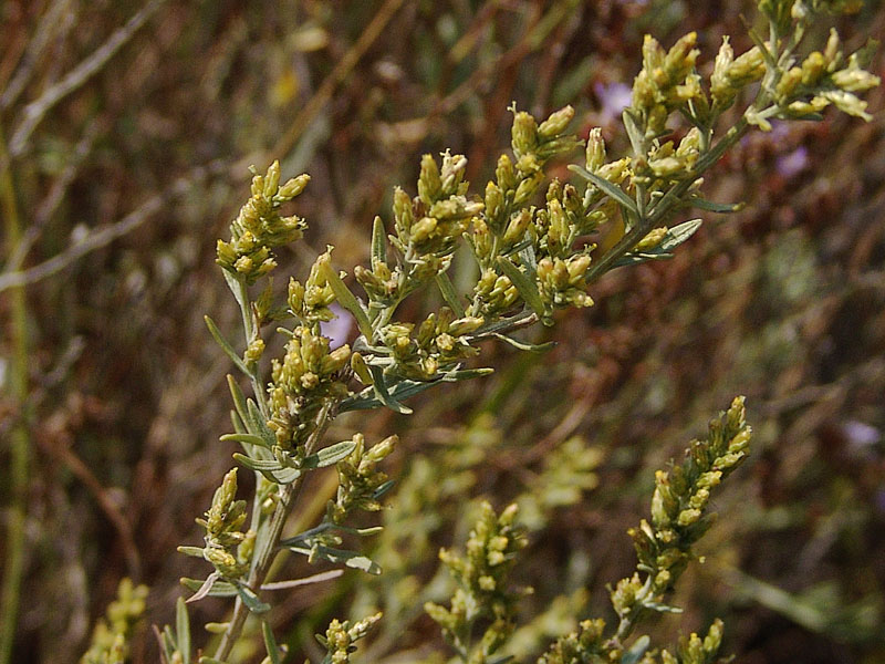 Artemisia--caerulescens-L.jpg