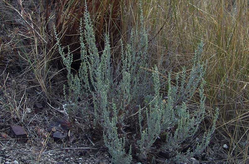 Artemisia-cretacea-(Fiori.jpg
