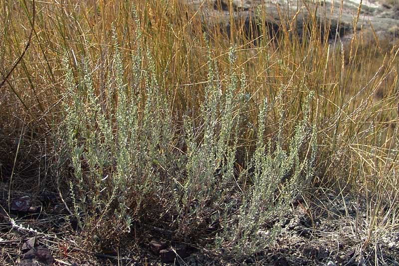Artemisia-cretacea-.jpg