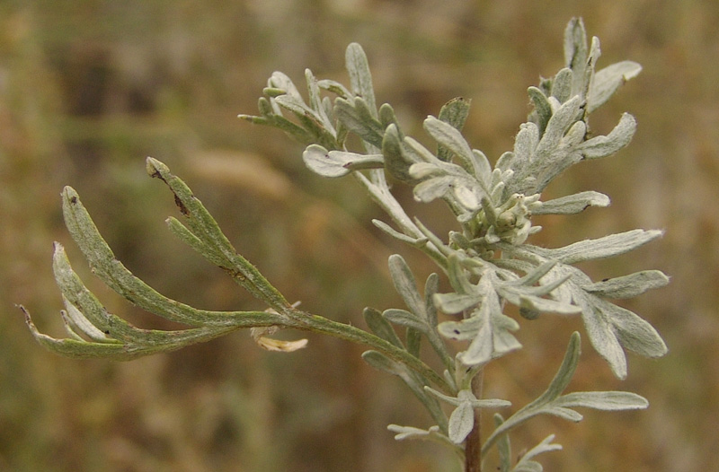 Artemisia-caerulescens--L.jpg