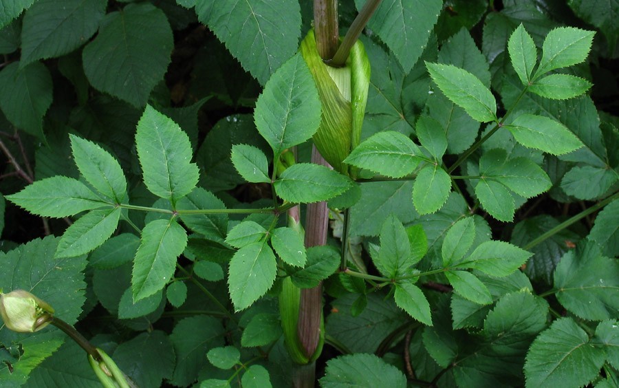 Angelica sylvestris foglie 1.jpg