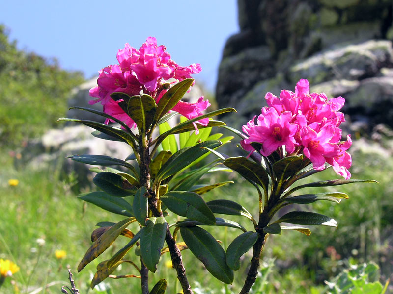 Rhododendron ferrugineum {F 628}
