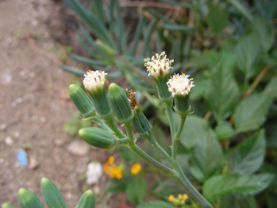 <i>Kleinia mandraliscae</i> Tineo