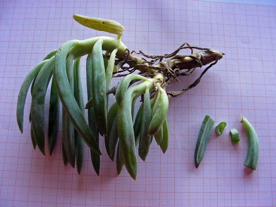 <i>Kleinia mandraliscae</i> Tineo