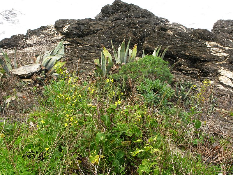 12c agave-euphorbia-brassica-Pelargonium zonale08 punta mesco gennaio 2009.jpg