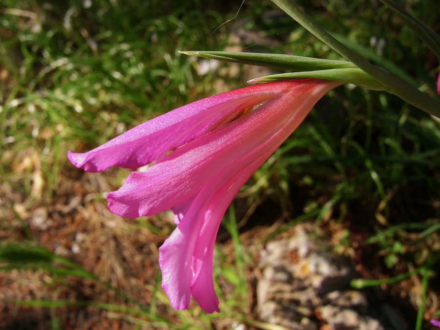 Gladiolus italicus 2.JPG
