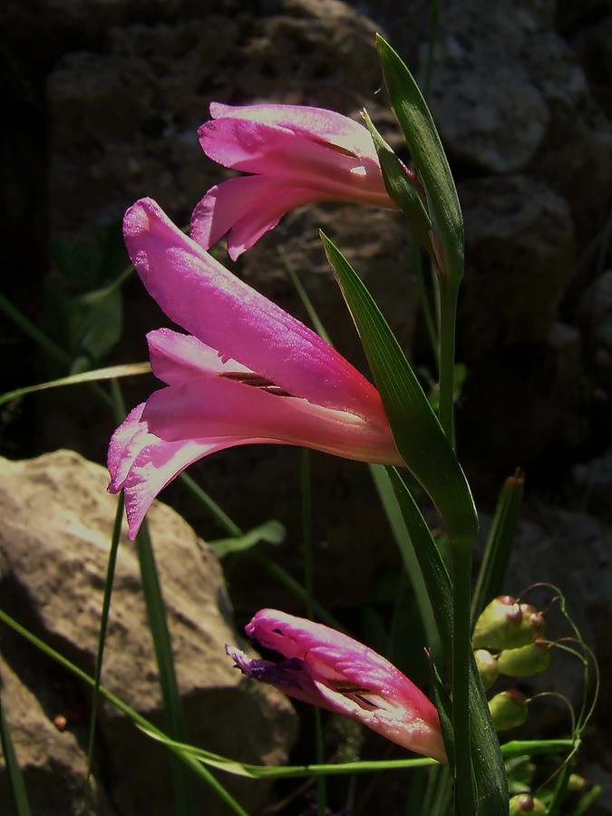 Gladiolus italicus 3.JPG