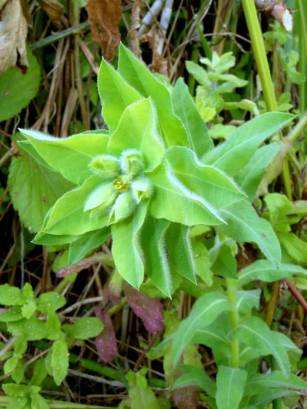 Euphorbia hirsuta (423654)
