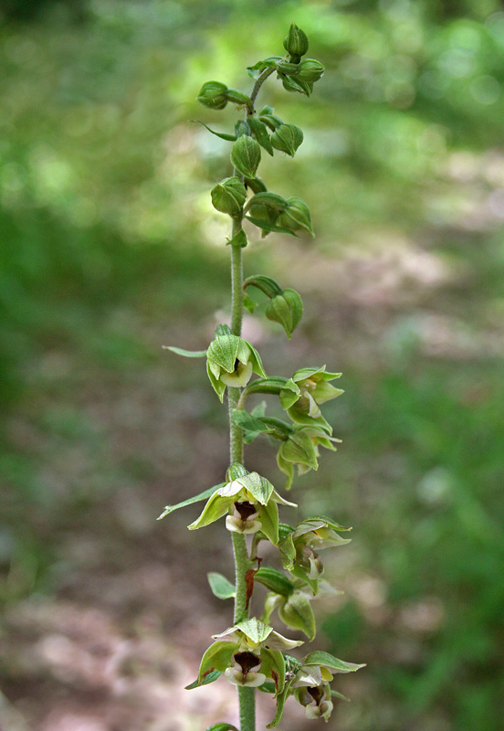 Epipactis helleborine (L.) Crantz subsp. tremolsii (Pau) E. Klein