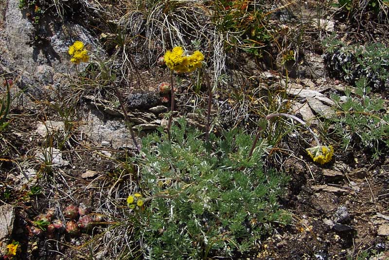 Artemisia-glacialis-08790.jpg
