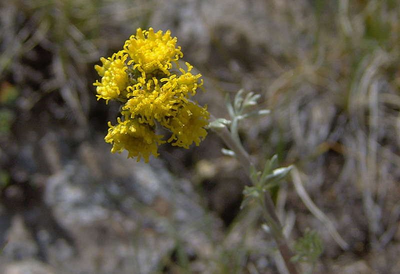 Artemisia-glacialis-08791.jpg