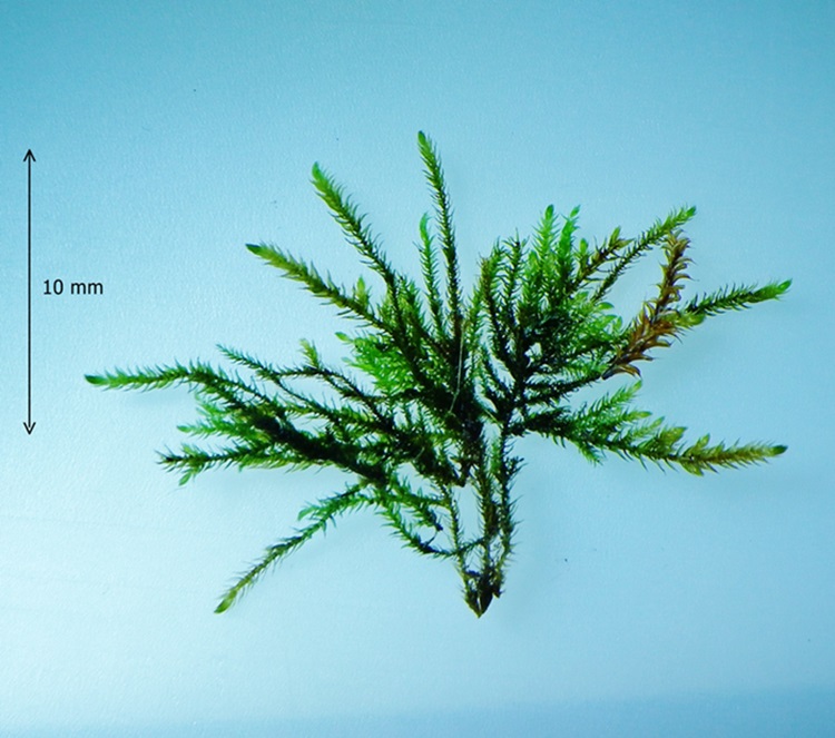 Amblystegiaceae: Cratoneuron filicinum (Hedw.) Spruce (Bryophyta)